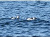 Photo of Cepphus columba
